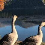Private Argostoli Walking Experience - Is This Tour Worth It?