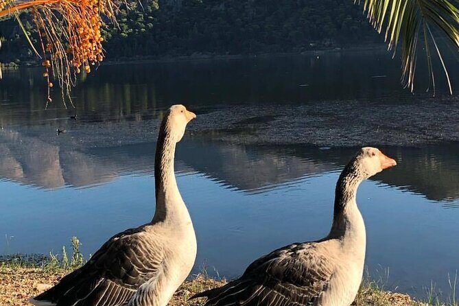 Private Argostoli Walking Experience - Is This Tour Worth It?