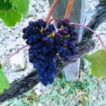 Private Art & Wine Tour in Cortona & Montepulciano, with lunch & 2 wine tastings - Authentic Experience and Practical Details
