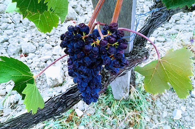 Private Art & Wine Tour in Cortona & Montepulciano, with lunch & 2 wine tastings - Authentic Experience and Practical Details