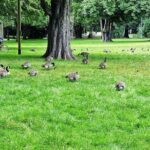 Private audio book city rally in the Volksgarten in Cologne - Exploring the Volksgarten: Cologne’s Ancient Green Space