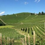 Private Barolo / Barbaresco - Piedmont Wine Tours and Tastings - Practical Tips for Your Experience