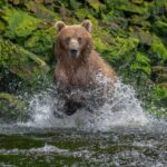 Private Bear Viewing By Seaplane - Authentic Experiences and Authentic Reviews