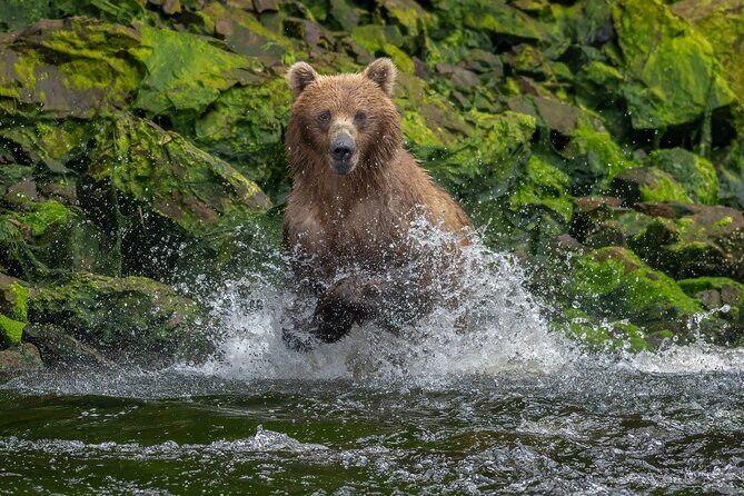 Private Bear Viewing By Seaplane - Authentic Experiences and Authentic Reviews