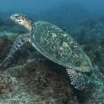 Private Beginner Scuba Diving Experience in Cabo San Lucas - Why Choose This Experience?