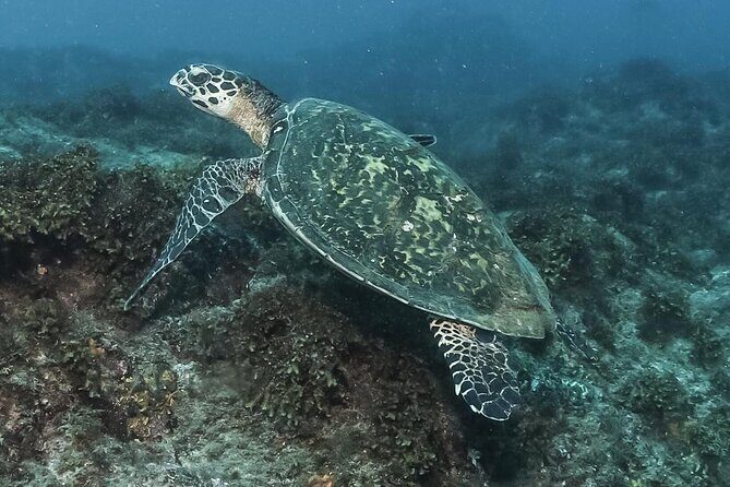 Private Beginner Scuba Diving Experience in Cabo San Lucas - Why Choose This Experience?