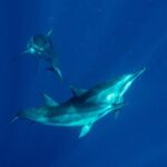 Private Big Island Snorkeling - Why Choose This Tour?