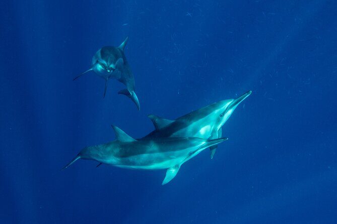 Private Big Island Snorkeling - Why Choose This Tour?