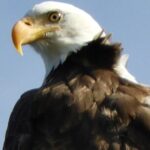 Private Birding Hike in Rocky Mountain National Park - FAQs