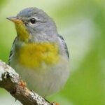 Private Birdwatching Walking Activity in Hendersonville - Who Will Enjoy This Tour?