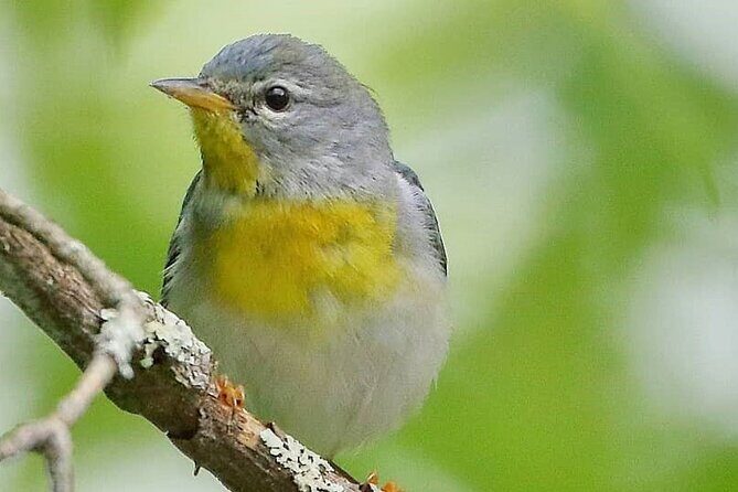 Private Birdwatching Walking Activity in Hendersonville - Who Will Enjoy This Tour?
