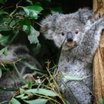 Private Blue Mountains Day Tour | Waterfalls, Koalas & Views - Why This Tour Is a Great Choice