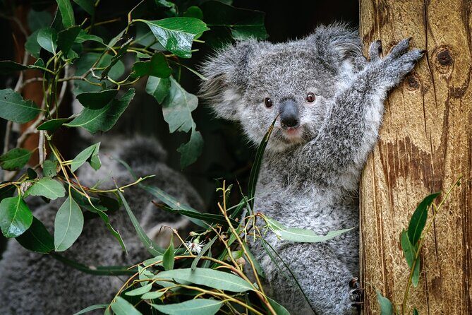Private Blue Mountains Day Tour | Waterfalls, Koalas & Views - Why This Tour Is a Great Choice