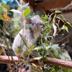 Private Blue Mountains Day Trip VIP from Sydney luxury Mercedes - Why This Tour Works