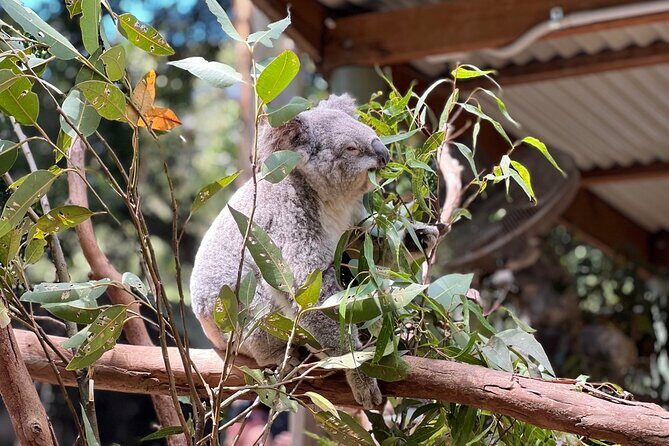Private Blue Mountains Day Trip VIP from Sydney luxury Mercedes - Why This Tour Works