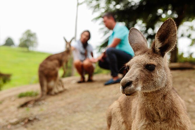 Private Blue Mountains High Country Day Trip from Sydney - The Value of a Private, Fully Inclusive Tour