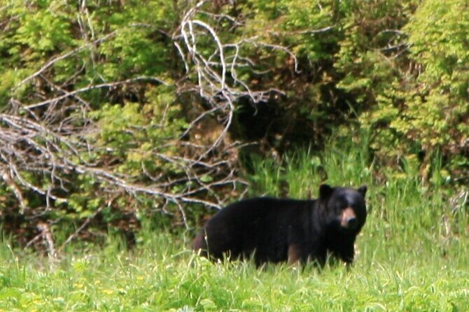 Private Boat Tour of Misty Fjords from Ketchikan - Final Thoughts