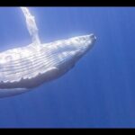 Private boat tour to swim with whales and sharks - A Closer Look at the Itinerary