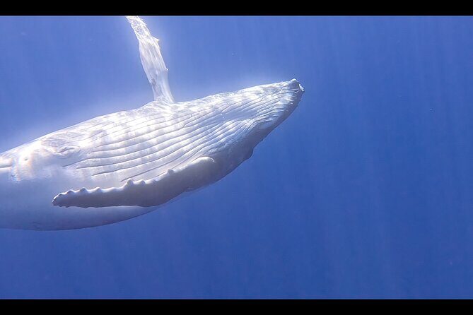 Private boat tour to swim with whales and sharks - A Closer Look at the Itinerary