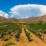 Private Boutique Wine Tour in Valle de Guadalupe - Authentic Experiences and Traveller Feedback