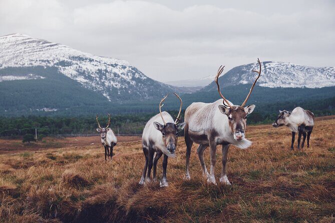 Private Cairngorm National Park tour - Authentic Experiences and Hidden Gems