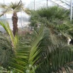 Private Cape Kaliakra & the Balchik Botanical Gardens from Varna - FAQs