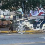 Private Carriage Tour of Galveston - A Detailed Look at the Carriage Tour Experience