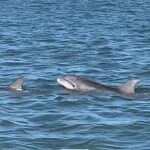 Private Charleston Dolphin and Eco Boat Tour - An in-Depth Look at the Private Charleston Dolphin and Eco Boat Tour