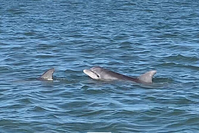Private Charleston Dolphin and Eco Boat Tour - An in-Depth Look at the Private Charleston Dolphin and Eco Boat Tour
