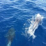 Private Coast to Coast Sailing Trip from Rhodes City - What’s Included and Why It Matters