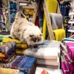 Private Combo Reykjavik Folklore & CatWalk - Exploring Reykjavik with a Feline Twist