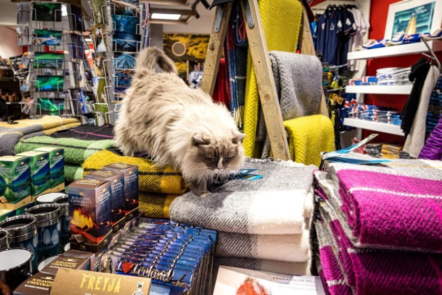 Private Combo Reykjavik Folklore & CatWalk - Exploring Reykjavik with a Feline Twist
