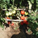Private Cooking Class on Naxos Island with Pick Up - The Value of the Experience