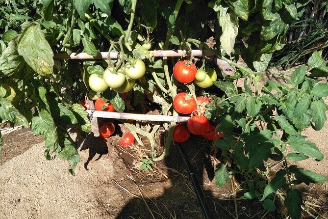 Private Cooking Class on Naxos Island with Pick Up - The Value of the Experience