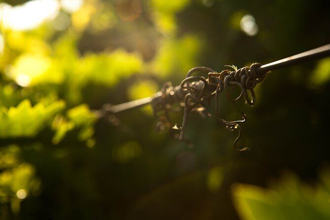 Private Cretan Gastronomic experience Winery visit with Tastings & Cooking Class - FAQs