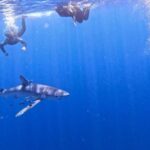 Private Day Seafari in the Azores follow Marine Biologist - A Deep Dive into What You Can Expect