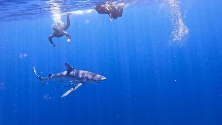 Private Day Seafari in the Azores follow Marine Biologist - A Deep Dive into What You Can Expect