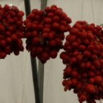 Private Day Tour: Herculaneum and Wine Tasting - The Scenic Drive and Wine Tasting at the Hillside Winery