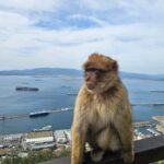 Private Day Trip: Gibraltar & (Tangier) Morocco from Seville - Final Thoughts