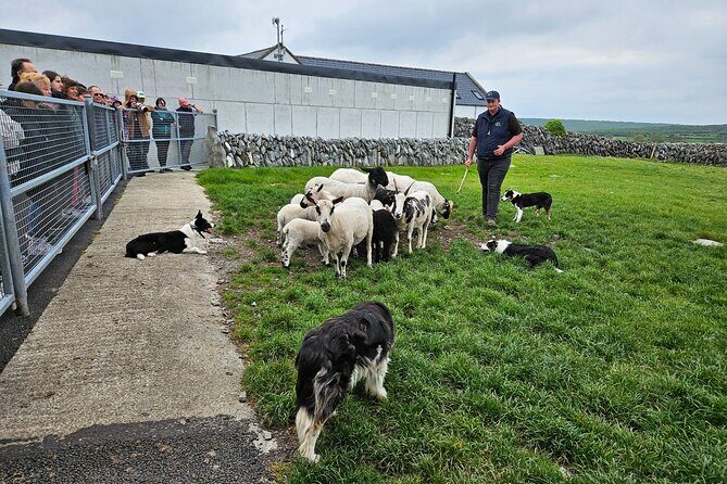 Private Day Trip to the Cliffs of Moher from Dublin - What Makes This Tour Stand Out