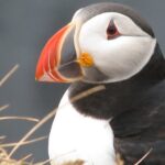 Private Day Trip To The Icelandic South Coast from Reykjavik - Starting Point: Reykjavik and the Journey Ahead