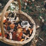 Private Daytrip for Truffle Mushroom Foraging and Wine Tasting - An In-Depth Look at the Experience
