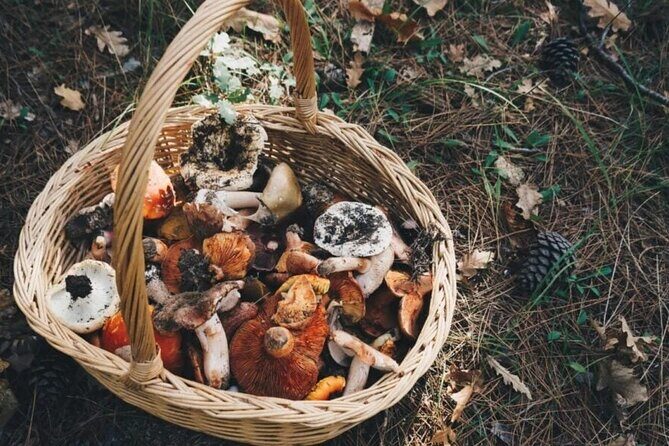 Private Daytrip for Truffle Mushroom Foraging and Wine Tasting - An In-Depth Look at the Experience