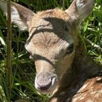 Private Deer Park Tour and Day Out in Leek - Introduction to the Deer Park Experience