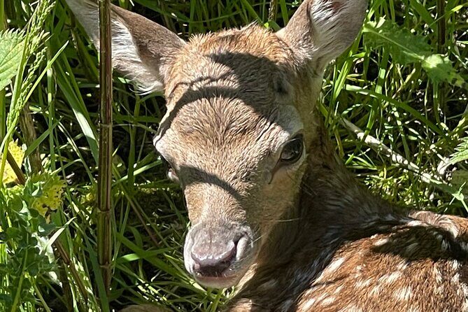 Private Deer Park Tour and Day Out in Leek - Introduction to the Deer Park Experience