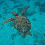 Private Discovery of the Marine Fauna of Moorea - Who Is This Tour Best For?