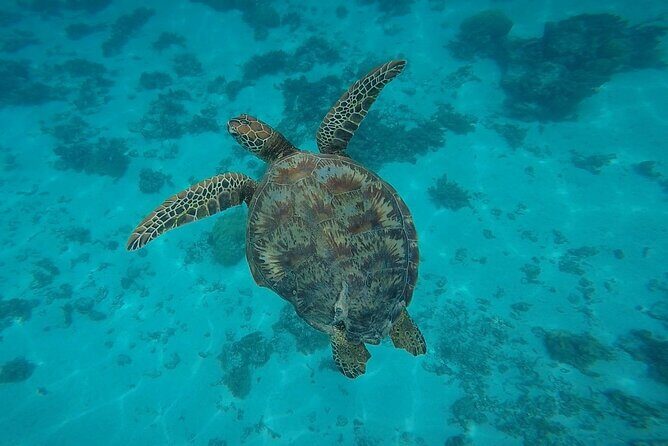 Private Discovery of the Marine Fauna of Moorea - Who Is This Tour Best For?