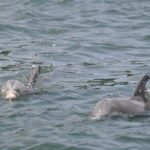 Private Dolphin Cruise - An In-Depth Look at the Private Dolphin Cruise Experience