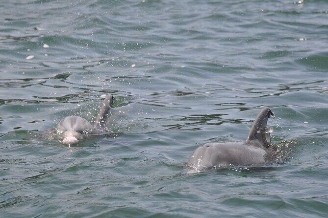 Private Dolphin Cruise - An In-Depth Look at the Private Dolphin Cruise Experience