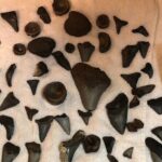 Private Dolphin, Lighthouse and Shelling Adventure (Folly Beach) - Final Thoughts — Why This Tour Is a Great Choice